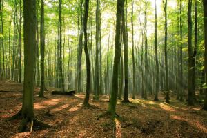 Can't see the wood for the trees?