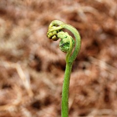 Titanic structures in miniature