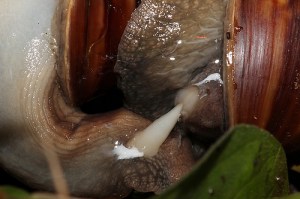 Hardcore mollusc action