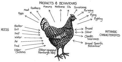 Permaculture chicken