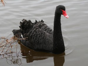 Rara avis in terris nigroque simillima cycno. 