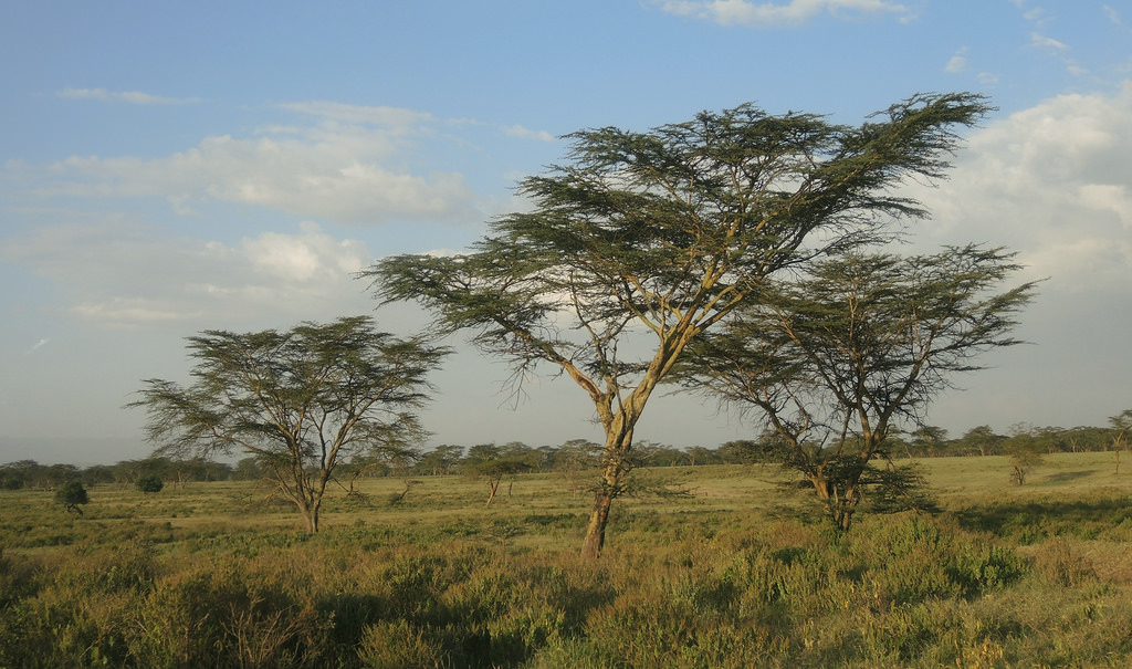 Ateca Tree A tree speaks… | The Blog of Baphomet